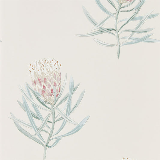 Protea Flower Wallpaper