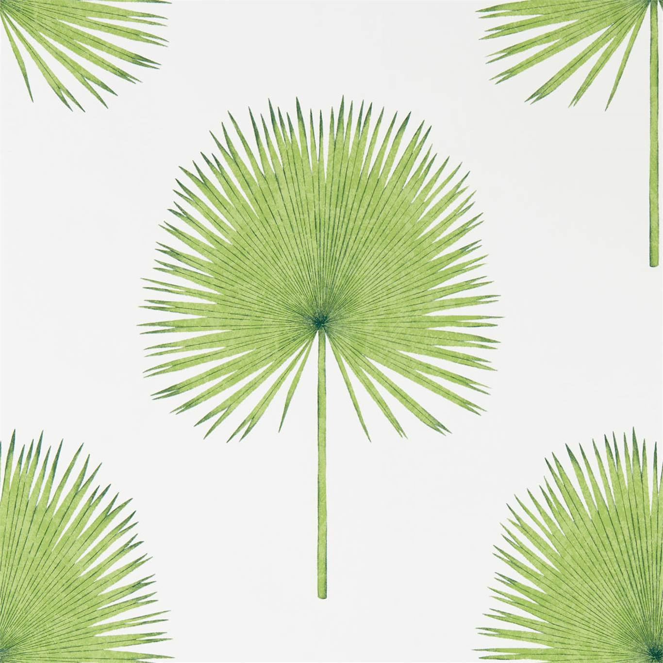 Fan Palm Wallpaper