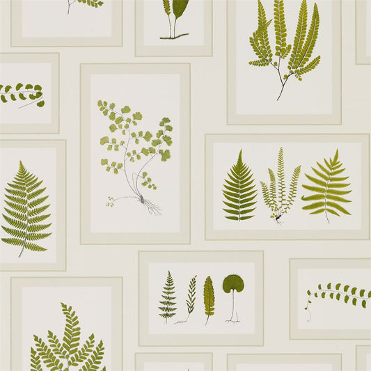 Fern Gallery Wallpaper