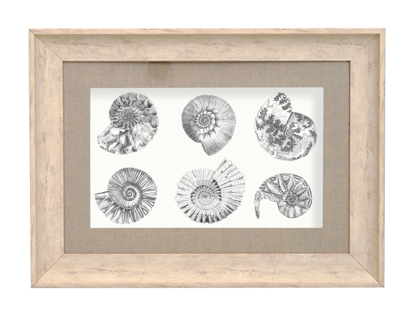 Voyage Maison Fossilium 70 x 52cm Framed Artwork - Birch