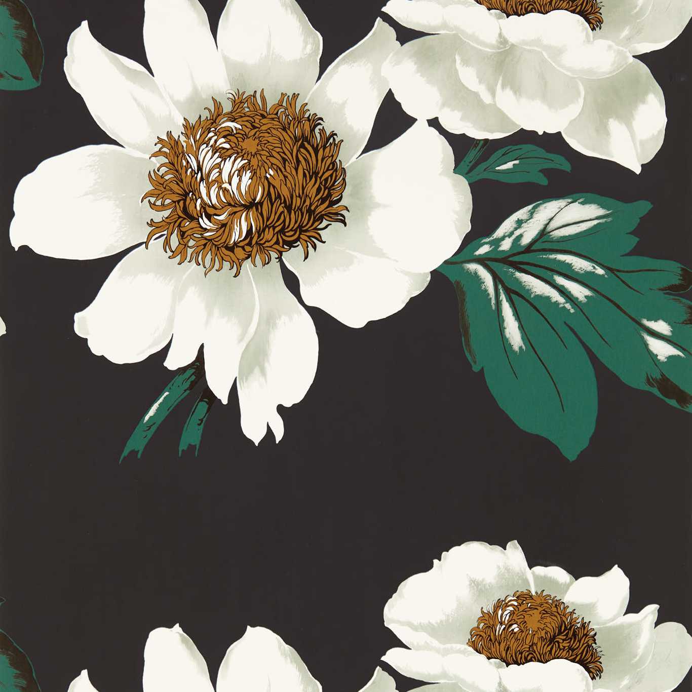 Paeonia Wallpaper