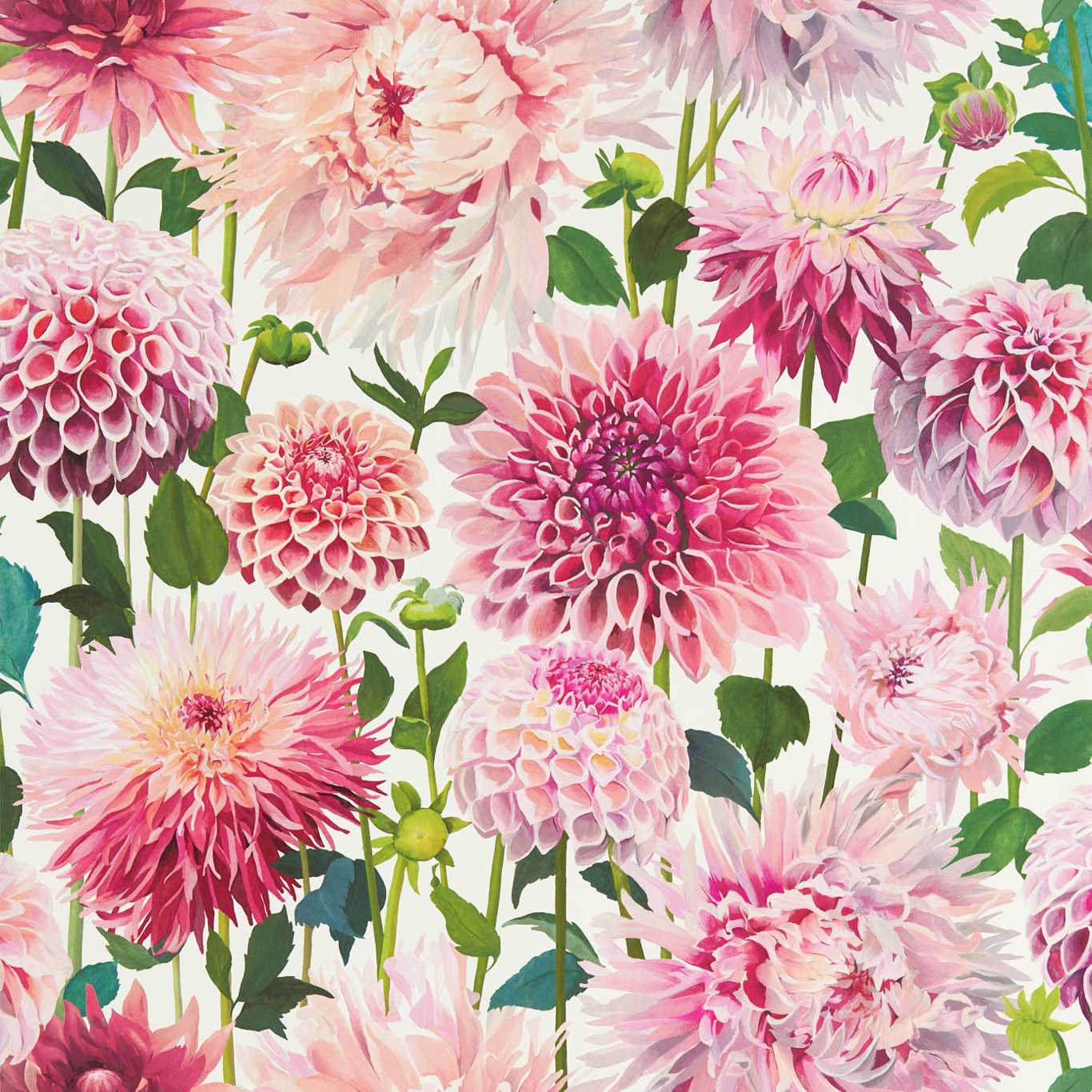 Dahlia Wallpaper