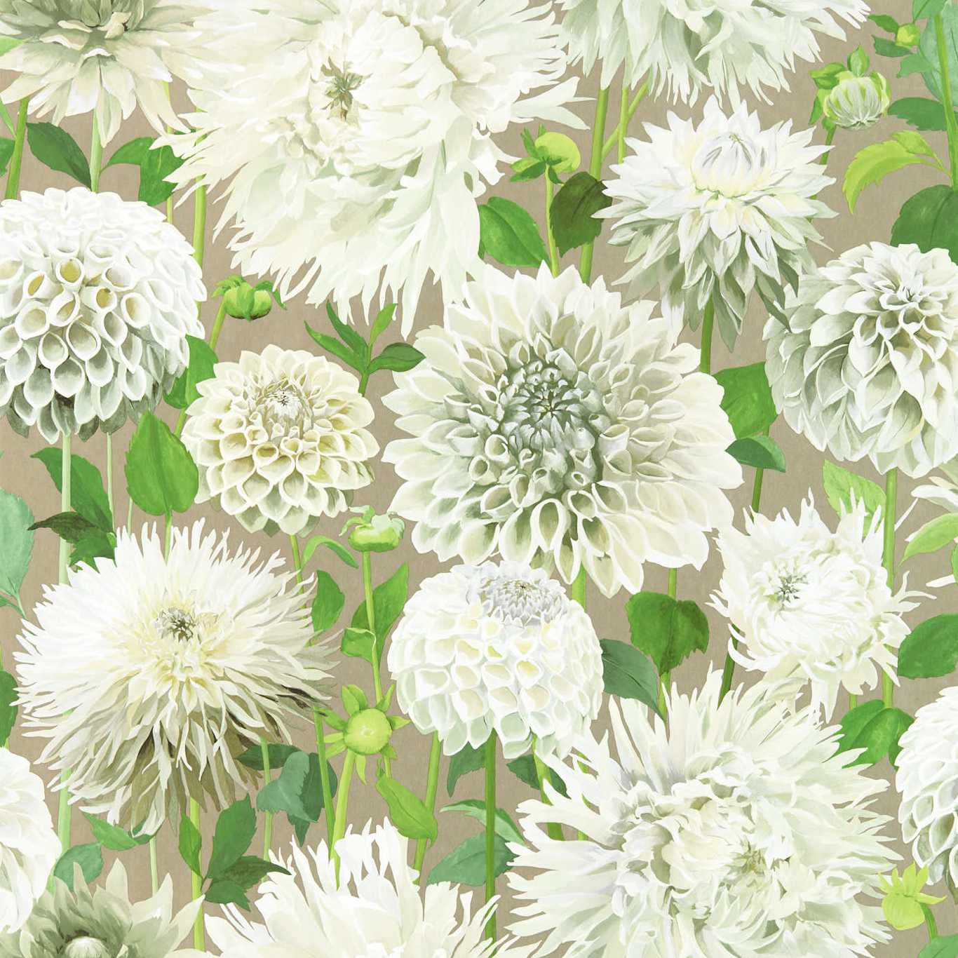 Dahlia Wallpaper