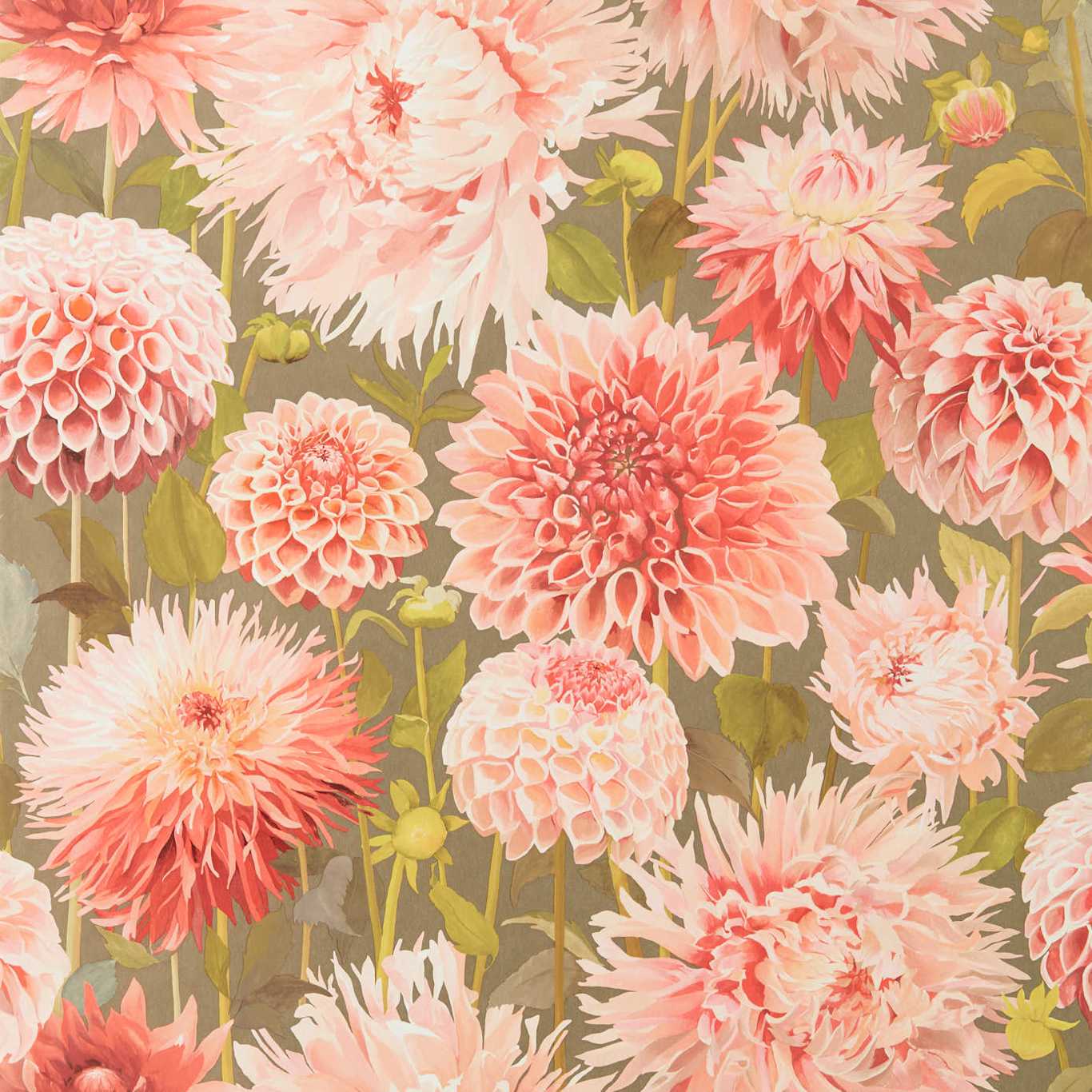 Dahlia Wallpaper